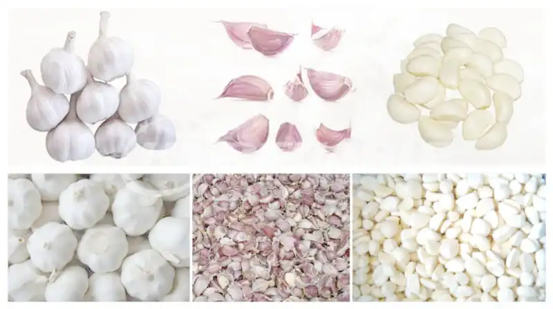 Garlic-Peeling-Production-Line-1