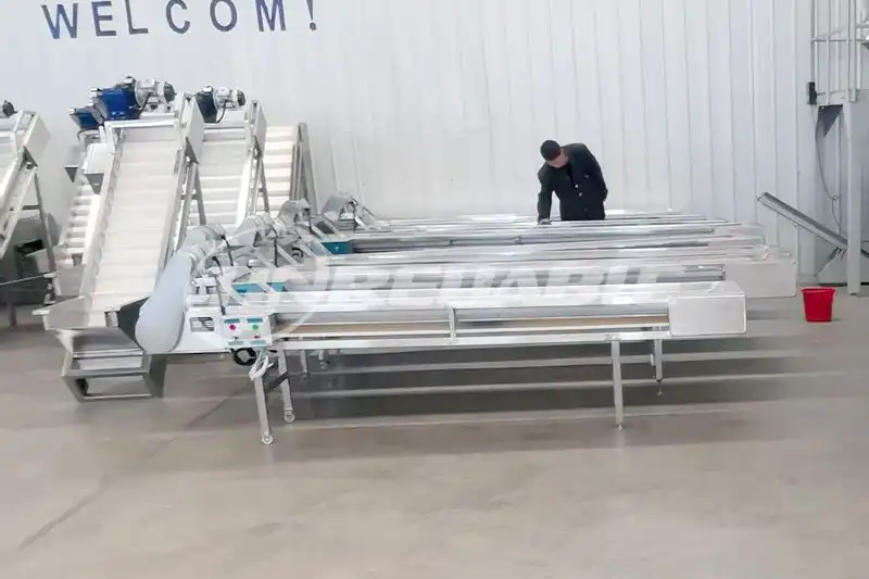 Garlic Sorting Conveyor