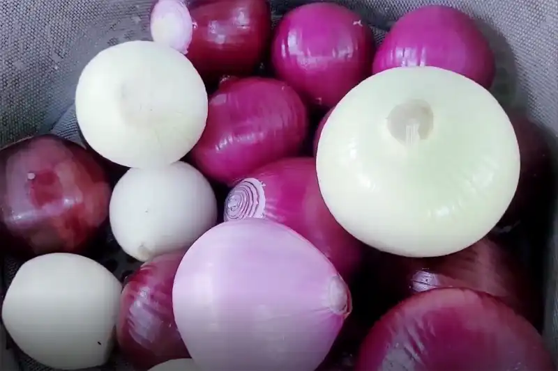 peeled onion
