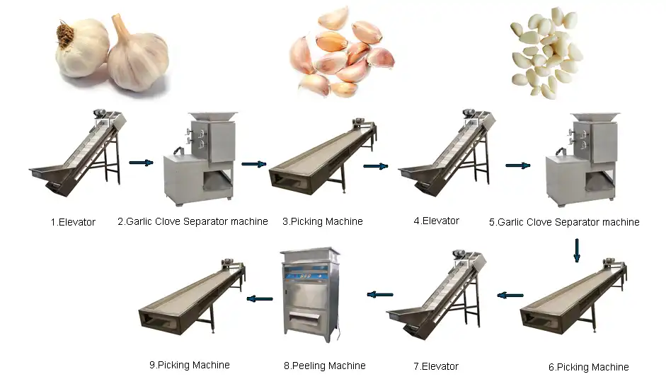 Peeled Garlic Production Line