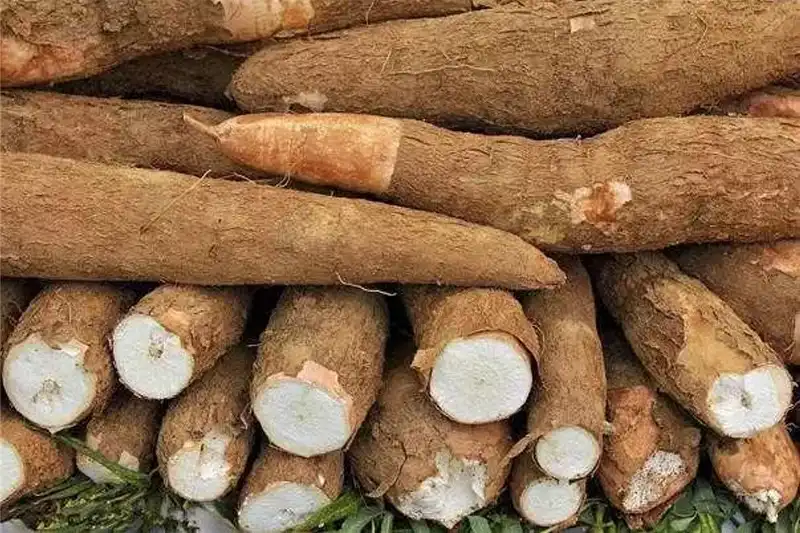 What are the machines used in cassava processing?