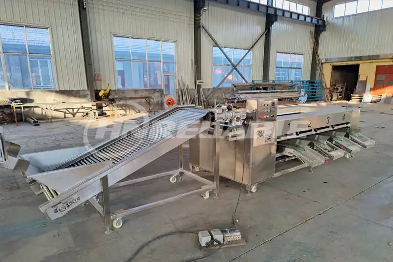 Fruit and Vegetable Grading Sorting Machine