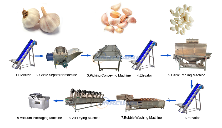 Peeled Garlic Line-hr