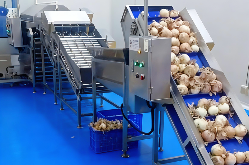 Onion Production Line