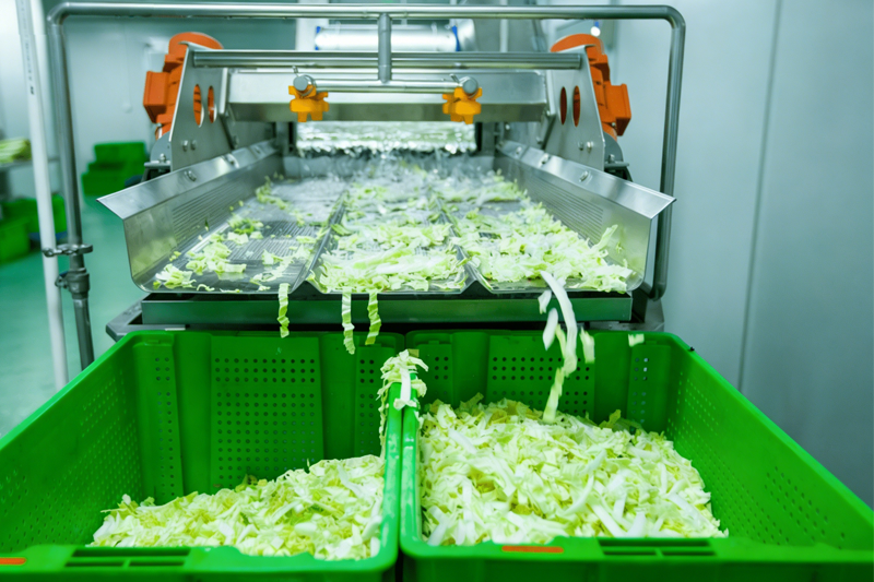 Salad Processing Line