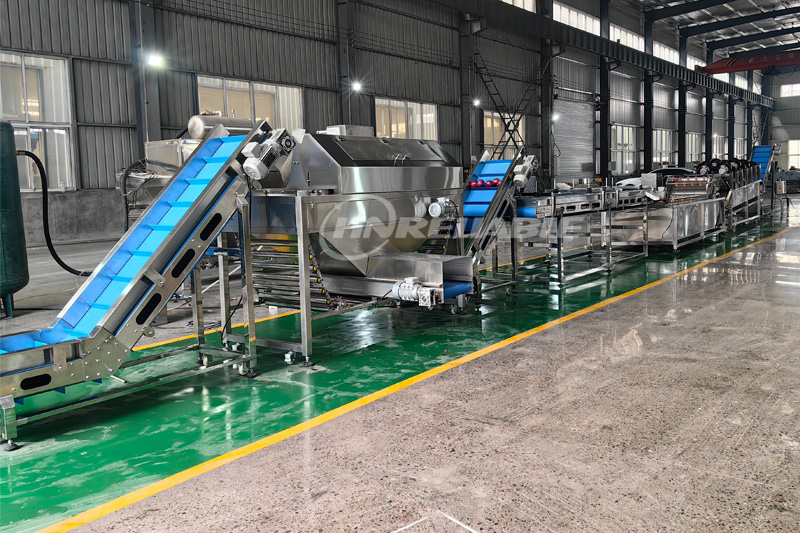 Onion Production Line