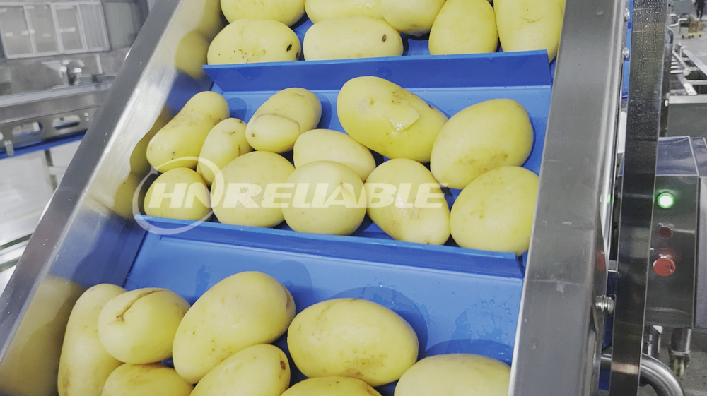 potato processing potato processing